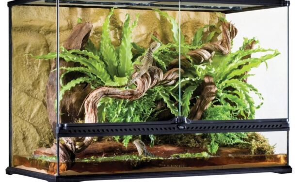 Wat is het Exo Terra Glas Terrarium en hoe gebruik ik het voor mijn huisdier?