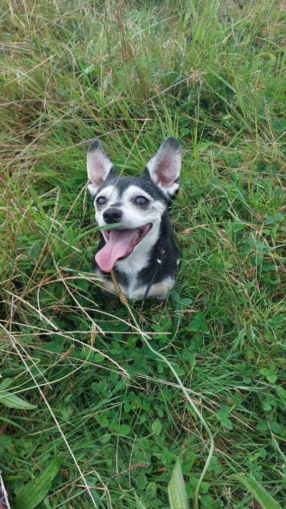 Klein zwart grijs hondje in het gras met de tong eruit. Dit is Lola.